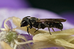 Chelostoma campanularum (m)