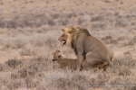 Kalahari mating lionscape