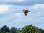 Bittern