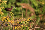 Glossy Ibis, Wakodahatchee Wetlands, Florida