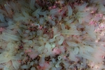 Ciona intestinalis