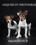 equiscot1919