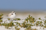 Snowy Plover, Fort De Soto Park, Florida