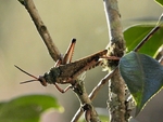 African Bush Grasshopper