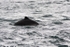 WDP001: Harbour porpoise