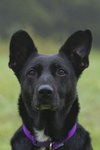 Molly in the Mist