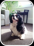 Best-House-Sitter-London