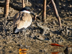 Spur winged lapwing
