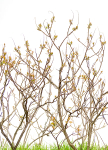 TREES WEEK #20