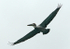 070208 Pelican 1