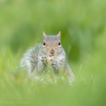 Squirrel Picnic 2026