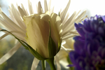 Flowers Set 1 - 10