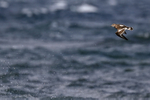 Turnstone in flight wings down, Scotland
