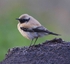 1st winter male Desert Wheatear