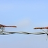 Common Darter