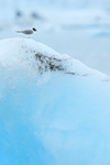 Sabine's Gull atop iceberg, Jokulsarlon, Iceland