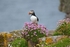Puffin