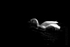 Swan 02