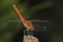 Ruddy Darter Obelisk