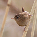 Wren perched on a reed stem at Otmoor
