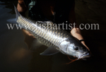 Mahseer Scales.
