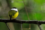 White-collared Manakin (male), Tortuguero, Costa Rica