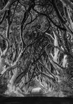 The Dark Hedges