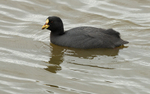 Red-gartered Coot