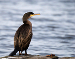 Shag