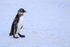 African Penguin (juvenile), Foxy Beach, South Africa