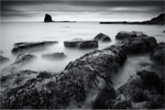 Seaweed - Saltwick Bay - Whitby