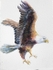 Flying High