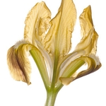 Sicilian iris (Iris pseudopumila)