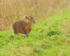 Muntjac Deer in heavy rain at Otmoor RSPB