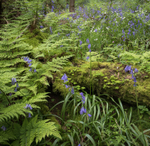 Wondrell Coppice 1