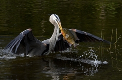 Great Blue Heron _0035