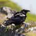 Raven on a stone wall
