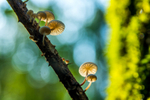 z3518 Natures Parasols