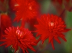 Red Dahlia