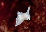 Trapania pallida