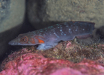 Lepadogaster candollei