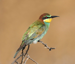European Bee Eater