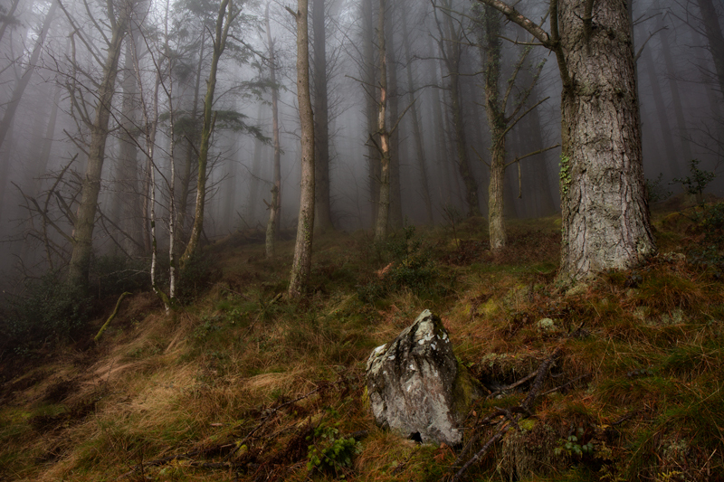 Amidst the King's Forest Mist