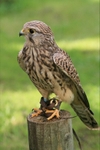 Kestrel Kee-kee