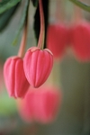 Crinodendron2