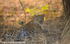 First leopard on the first day