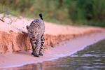 Jaguar walking along beach at dusk, Mato Grosso, Brazil