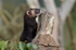 Polecat
