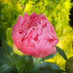 Peony