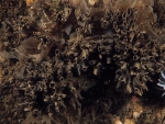 Jassa sp (amphipod) tubes